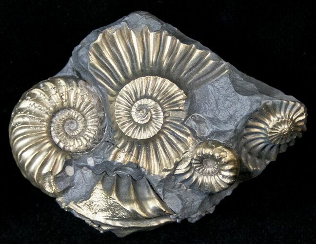 Pyritized Pleuroceras Ammonite Cluster - Germany #14524